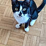 Anka participe au concours pour gagner de l'argent avec cette photo : animal, black_and_white, cat, curious, cute, domestic_cat, feline, floor, indoor, looking_up, mammal, parquet, paws, pet, sitting, tail, whiskers, wooden_floor, yellow_eyes, young_cat