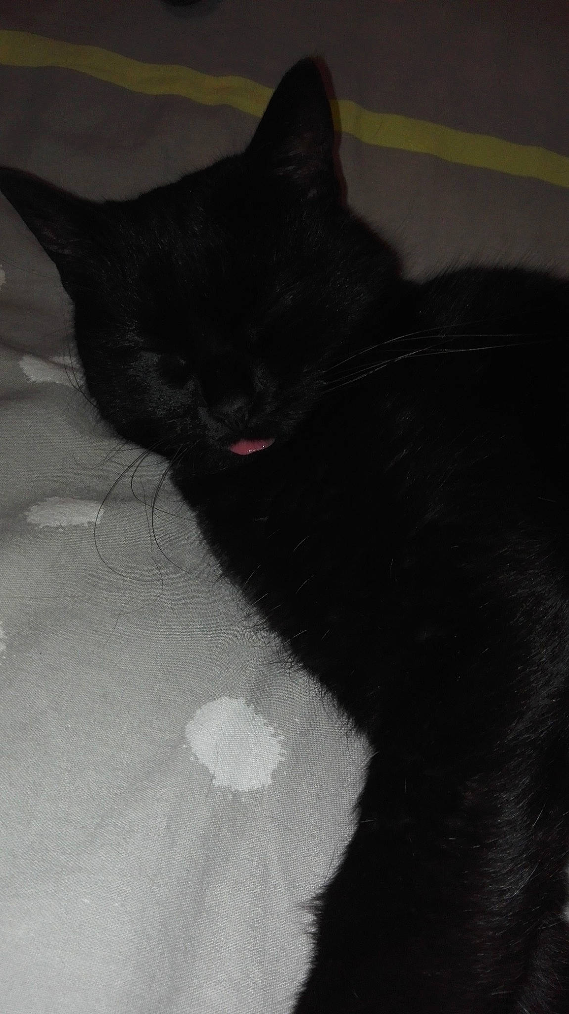 Titou participe au concours pour gagner de l'argent avec cette photo : asian, black, black_and_white, black_cat, bombay, carnivore, cat, domestic_short_haired_cat, eye, felidae, fur, kitten, polydactyl_cat, small_to_medium_sized_cats, snout, tail, whiskers