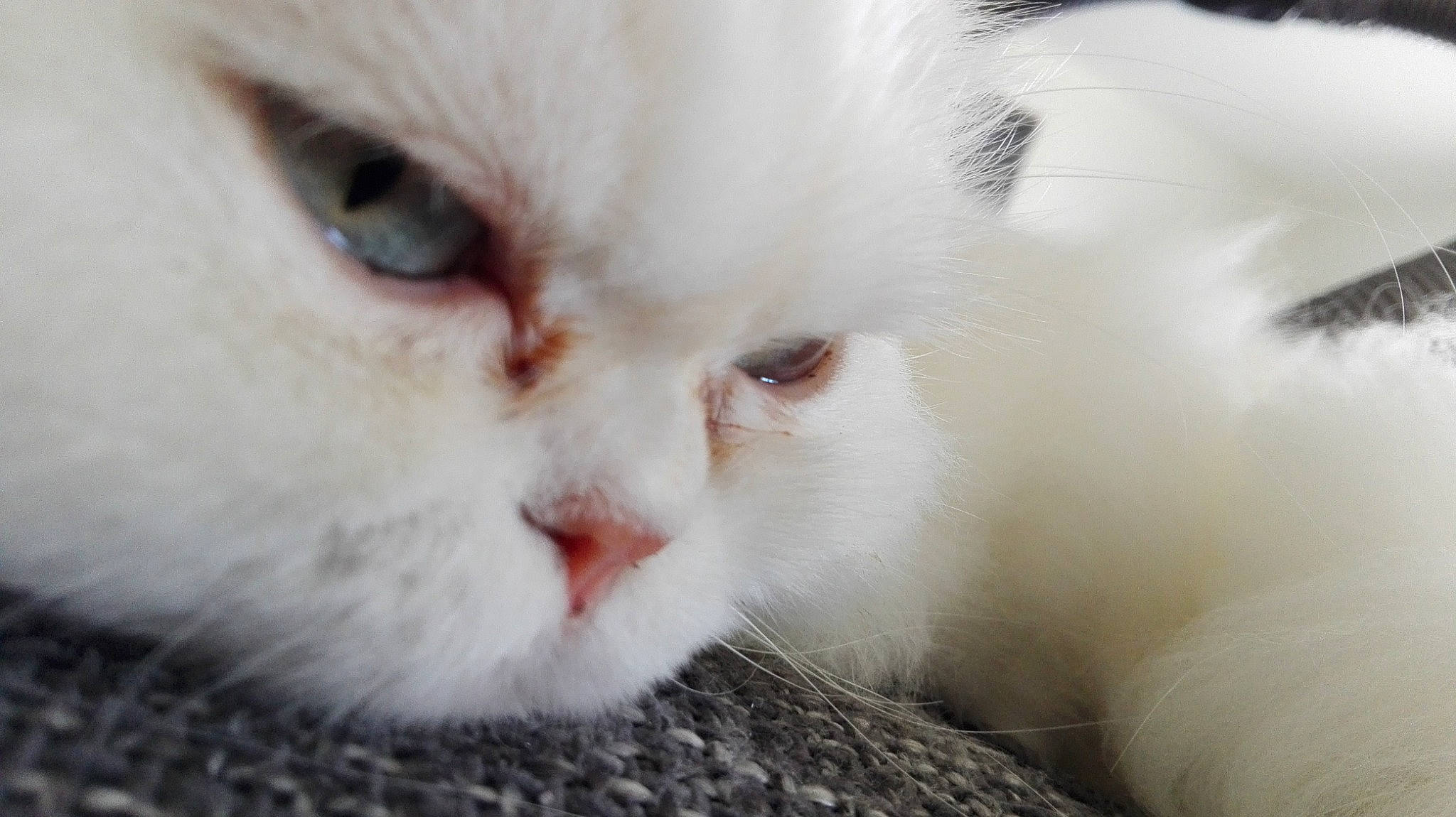 Jason participe au concours pour gagner de l'argent avec cette photo : british_longhair, british_semi_longhair, carnivore, cat, close_up, domestic_long_haired_cat, eye, felidae, fur, kitten, mammal, nose, persian, ragdoll, small_to_medium_sized_cats, snout, turkish_angora, turkish_van, vertebrate, whiskers