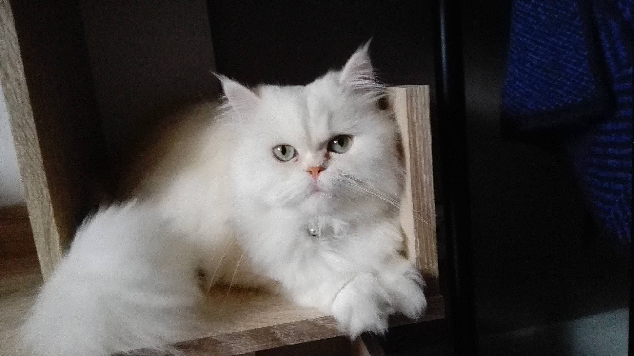 Jason participe au concours pour gagner de l'argent avec cette photo : asian_semi_longhair, british_longhair, british_semi_longhair, carnivore, cat, domestic_long_haired_cat, eye, felidae, fur, himalayan, kitten, mammal, napoleon_cat, norwegian_forest_cat, persian, ragamuffin, ragdoll, small_to_medium_sized_cats, vertebrate, whiskers