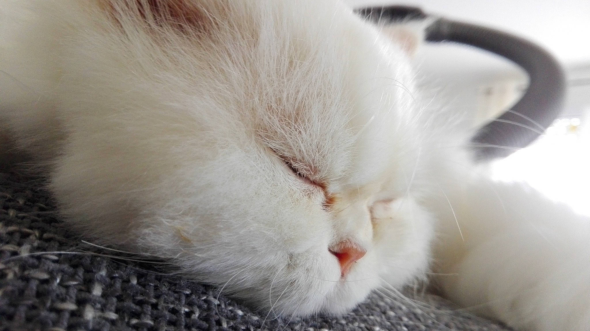 Jason participe au concours pour gagner de l'argent avec cette photo : carnivore, cat, close_up, colorpoint_shorthair, ear, eye, felidae, fur, khao_manee, kitten, nap, nose, ragdoll, skin, sleep, small_to_medium_sized_cats, snout, turkish_angora, turkish_van, whiskers
