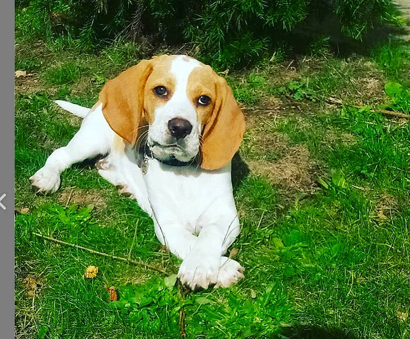 Pya a rejoint le concours — aidez-le/la à gagner de superbes lots ! american_foxhound, artois_hound, beagle, beagle_harrier, beaglier, canidae, carnivore, companion_dog, dog, dog_breed, estonian_hound, finnish_hound, harrier, hound, mammal, pocket_beagle, scent_hound, serbian_tricolour_hound, treeing_walker_coonhound, vertebrate