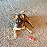 dog, french_bulldog, pet, indoors, carpet, floor, sitting, lying_down, ears, bat_ears, face, eyes, nose, paws, short_coat, black_and_tan, dog_toy, chew_toy, pink_bone, living_room
