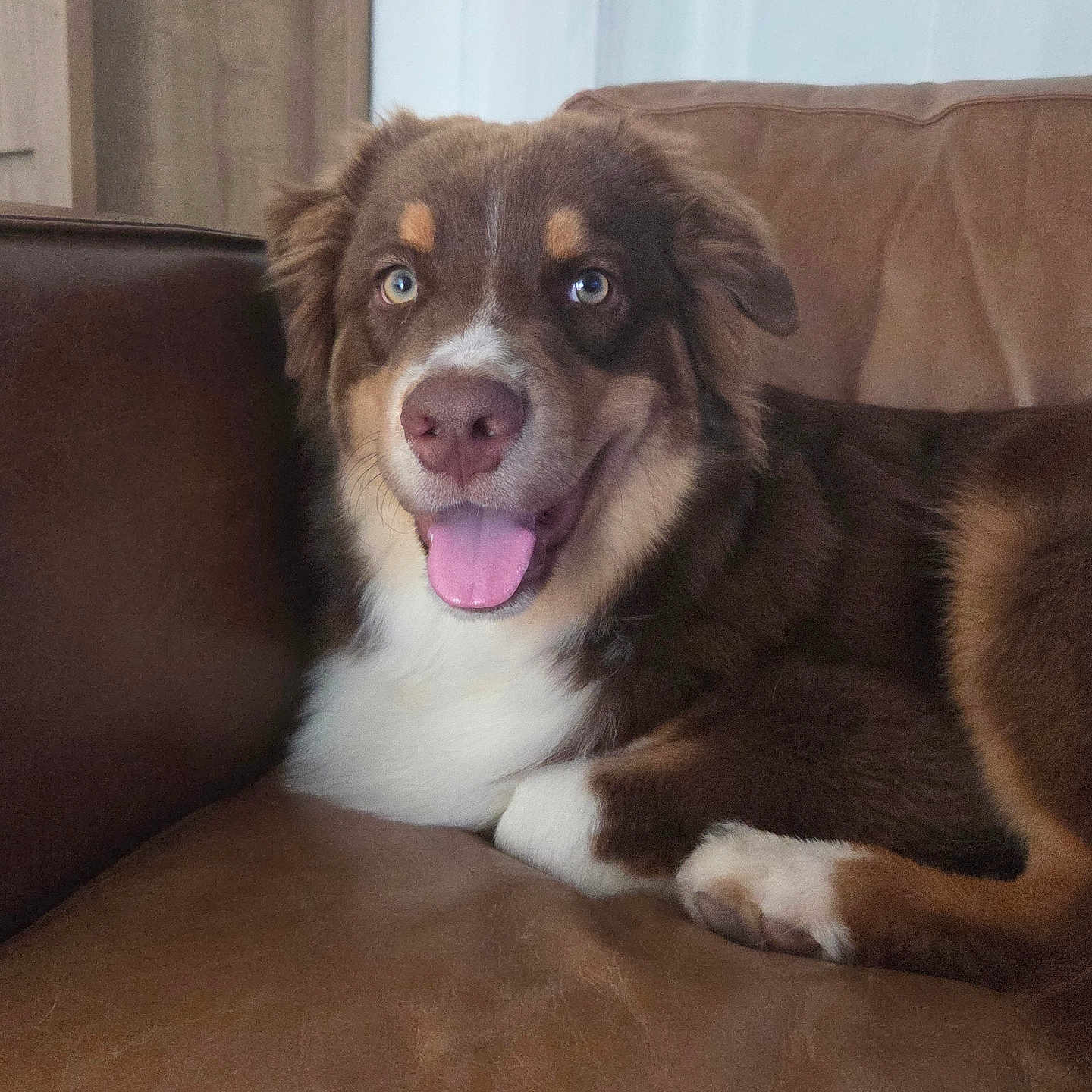 Baloo
