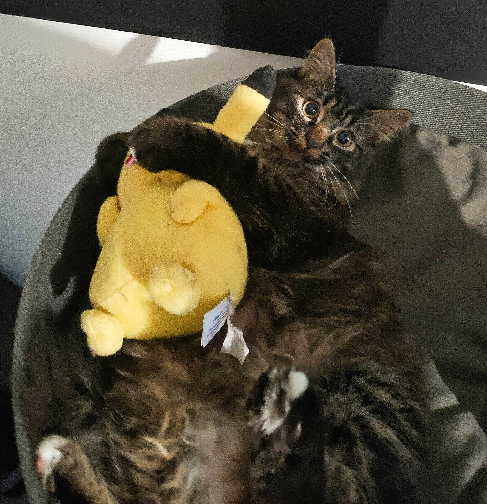 Mooky participe au concours pour gagner de l'argent avec cette photo : bed, carnivore, cat, claw, comfort, companion_dog, dog_breed, domestic_short_haired_cat, ear, felidae, fur, hug, lap, mammal, nap, small_to_medium_sized_cats, tail, toy, vertebrate, whiskers