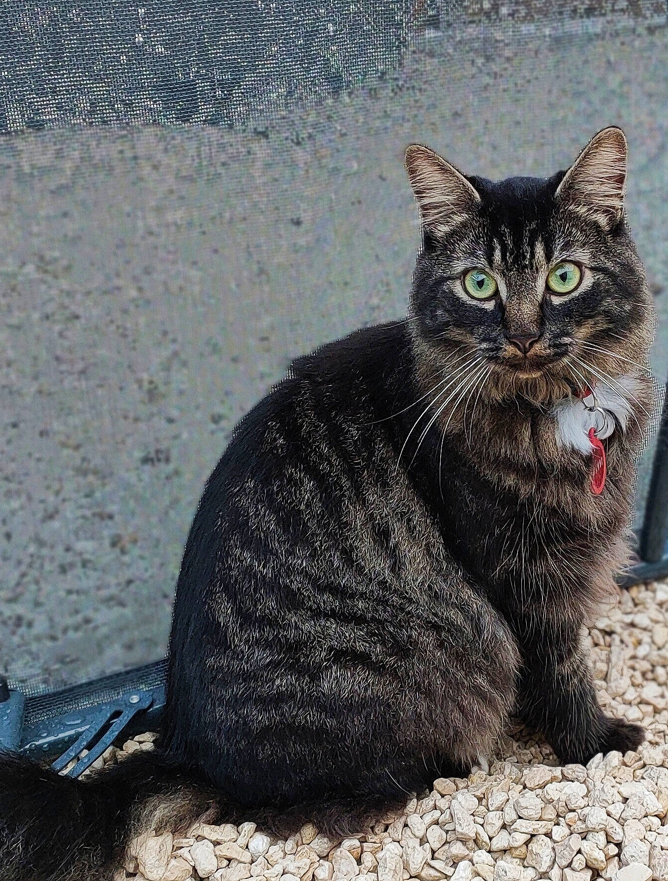 Mooky participe au concours pour gagner de l'argent avec cette photo : asphalt, automotive_tire, black_cat, carnivore, cat, claw, domestic_short_haired_cat, eye, felidae, fur, paw, road_surface, sitting, small_to_medium_sized_cats, snout, soil, tail, terrestrial_animal, whiskers, wildlife
