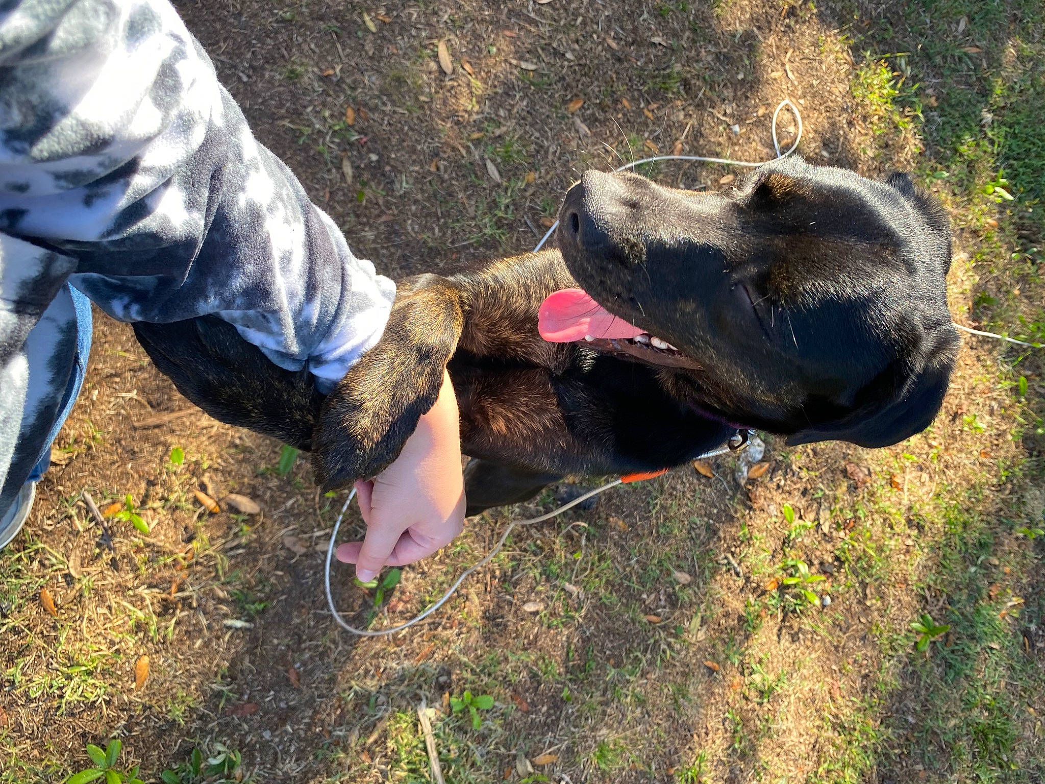 Dixie Mae is registered to the contest to win money with this photo: adventure, animal_training, canidae, carnivore, collar, companion_dog, dog, dog_breed, dog_collar, fawn, foot, fun, grass, guard_dog, human_leg, people_in_nature, plant, soil, working_animal, working_dog