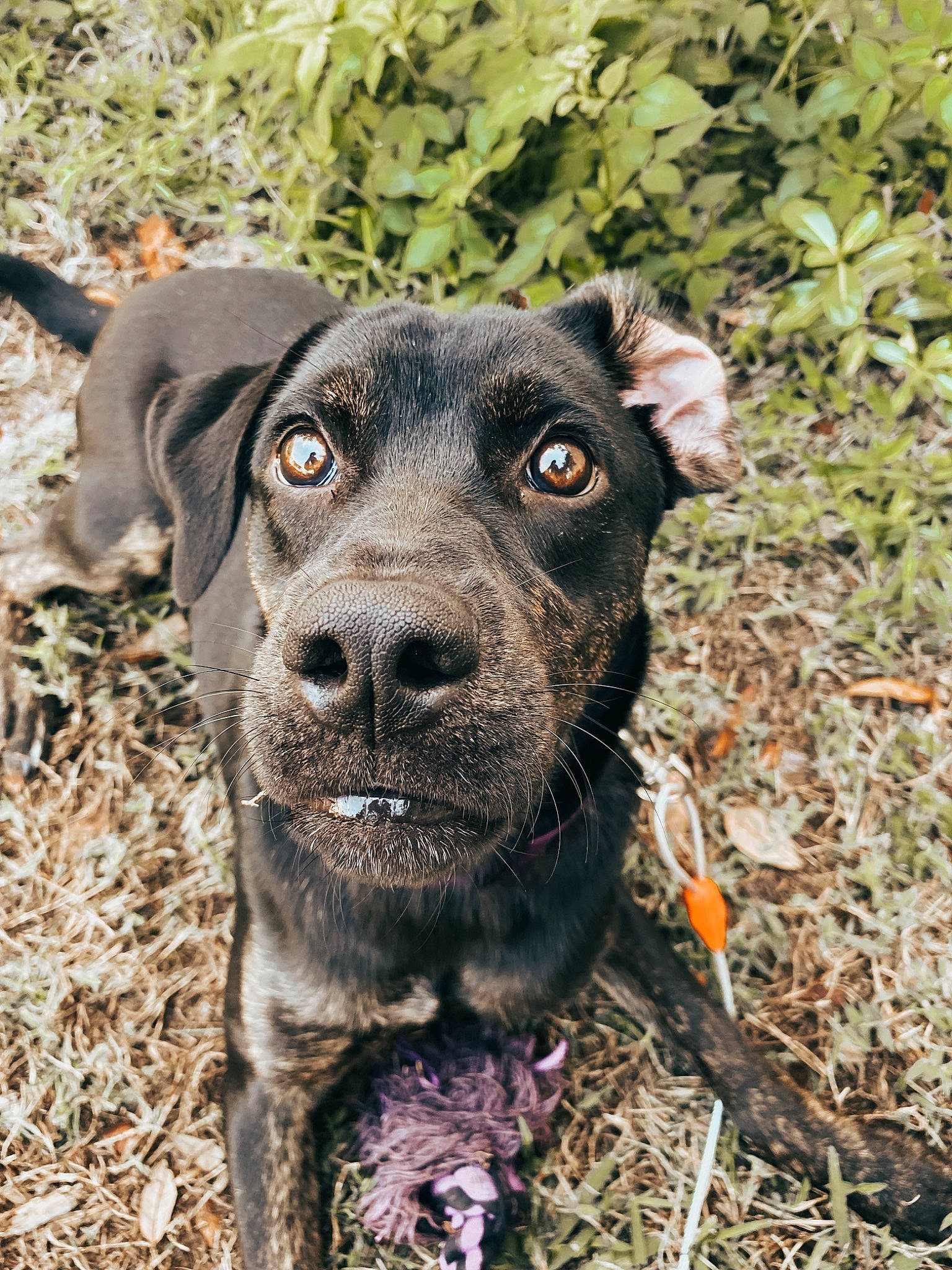 Dixie Mae joined the competition — help win amazing prizes! borador, canidae, carnivore, collar, companion_dog, dog, dog_breed, dog_collar, eye, fawn, fur, grass, plant, snout, soil, sporting_group, terrestrial_animal, whiskers, working_animal, working_dog