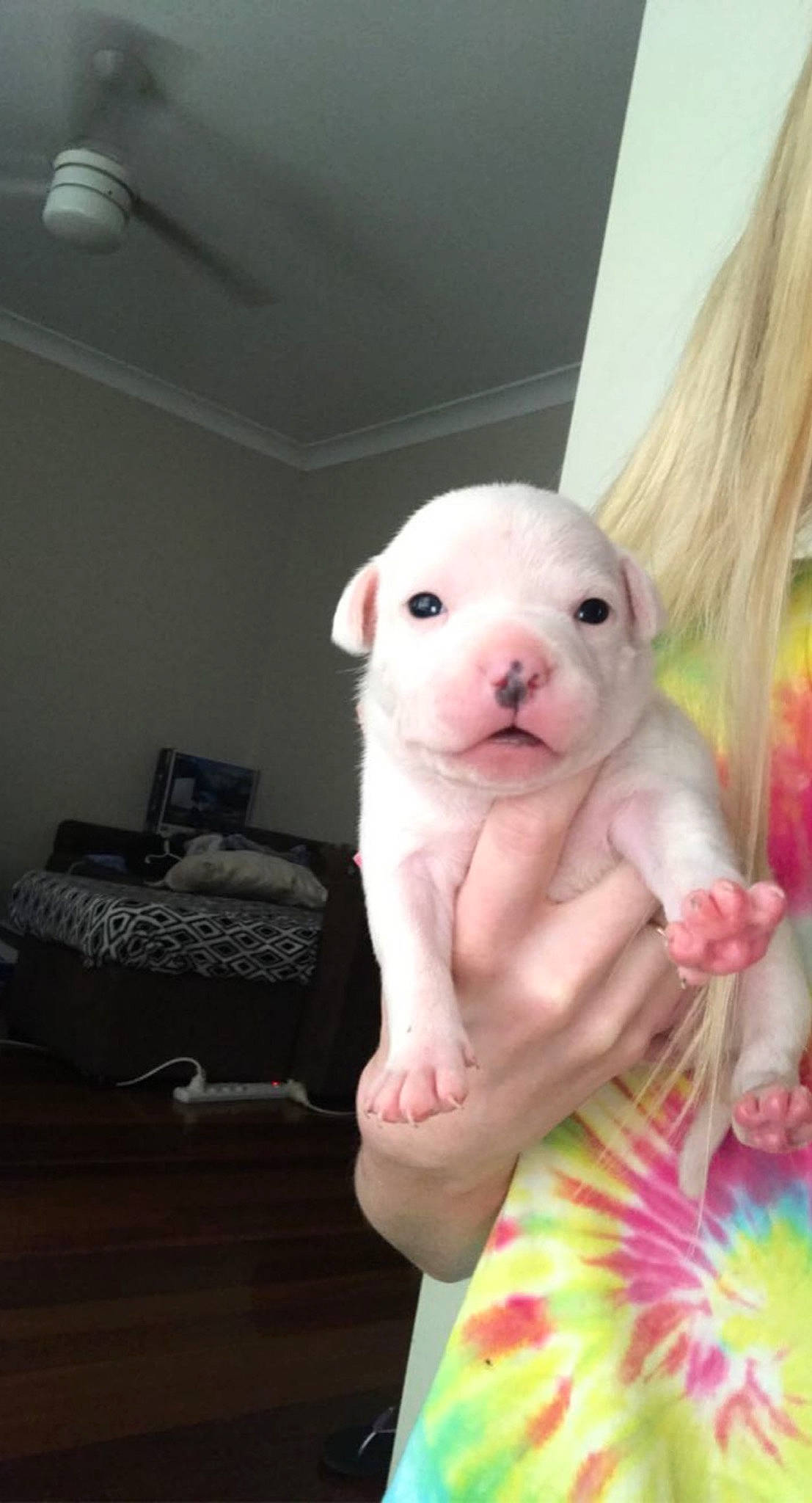 Winnie is registered to the contest to win money with this photo: comfort, companion_dog, doll, ear, event, fawn, fur, linens, magenta, nail, peach, pink, plush, rabbit, room, snout, stuffed_toy, teddy_bear, toy, whiskers