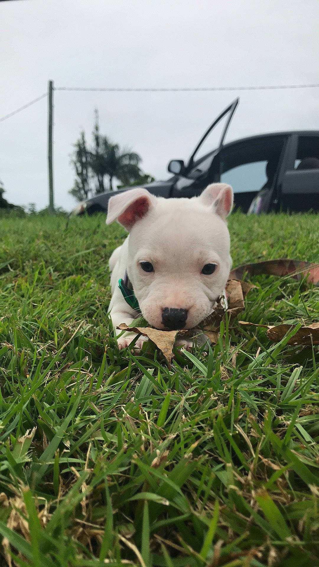 Winnie joined the competition — help win amazing prizes! ball, carnivore, companion_dog, dog, dog_breed, english_white_terrier, fawn, football, grass, grass_family, grassland, livestock, meadow, plant, sheep, sky, snout, sports_equipment, terrestrial_animal, whiskers