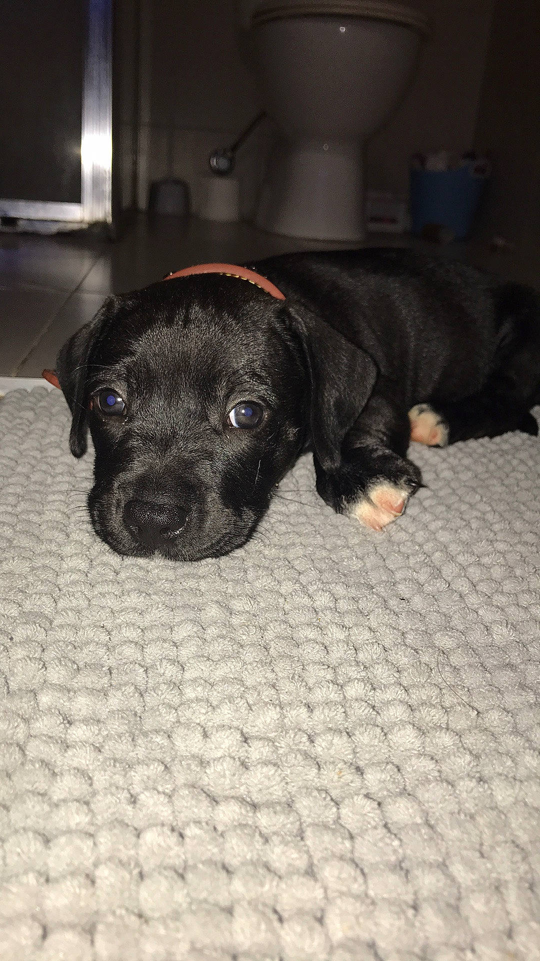 Koba is registered to the contest to win money with this photo: american_pit_bull_terrier, beagador, cane_corso, canidae, carnivore, companion_dog, dog, dog_breed, fawn, mammal, non_sporting_group, nose, patterdale_terrier, puppy, snout, sporting_group, vertebrate, whiskers