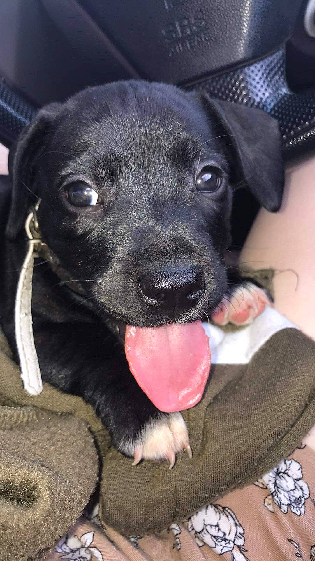 Koba is registered to the contest to win money with this photo: american_pit_bull_terrier, beagador, borador, canidae, carnivore, dog, dog_breed, feist, labrador_retriever, mammal, nose, patterdale_terrier, potcake_dog, puppy, rare_breed_dog, snout, sporting_group, whiskers