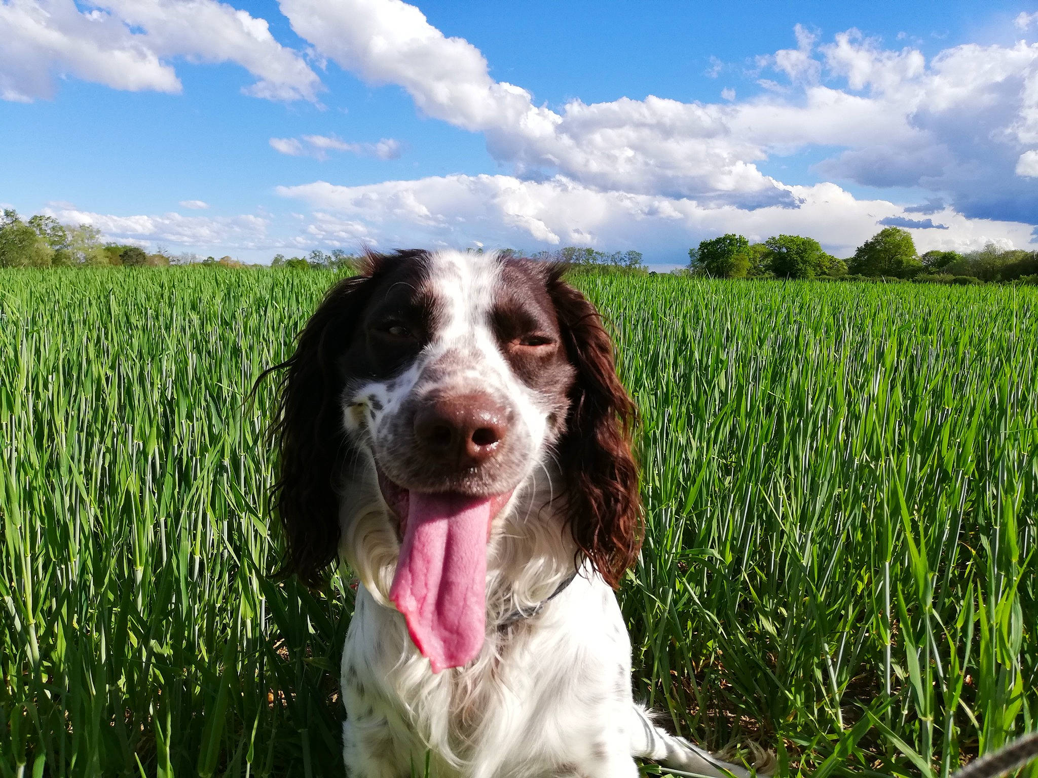 Locky participe au concours pour gagner de l'argent avec cette photo : agriculture, carnivore, cloud, companion_dog, dog, dog_breed, field, grass, grass_family, gun_dog, happy, liver, people_in_nature, plant, sky, snout, spaniel, sporting_group, tree, working_animal