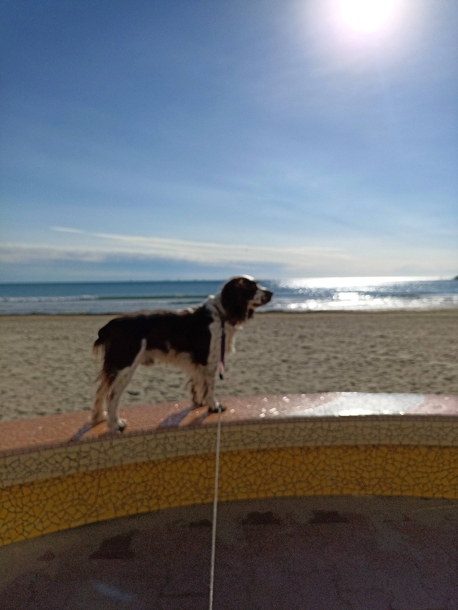 Locky participe au concours pour gagner de l'argent avec cette photo : beach, canidae, carnivore, cloud, coast, companion_dog, dog, dog_breed, fawn, horizon, lake, landscape, ocean, sand, sky, sporting_group, tail, water, wave, wind_wave