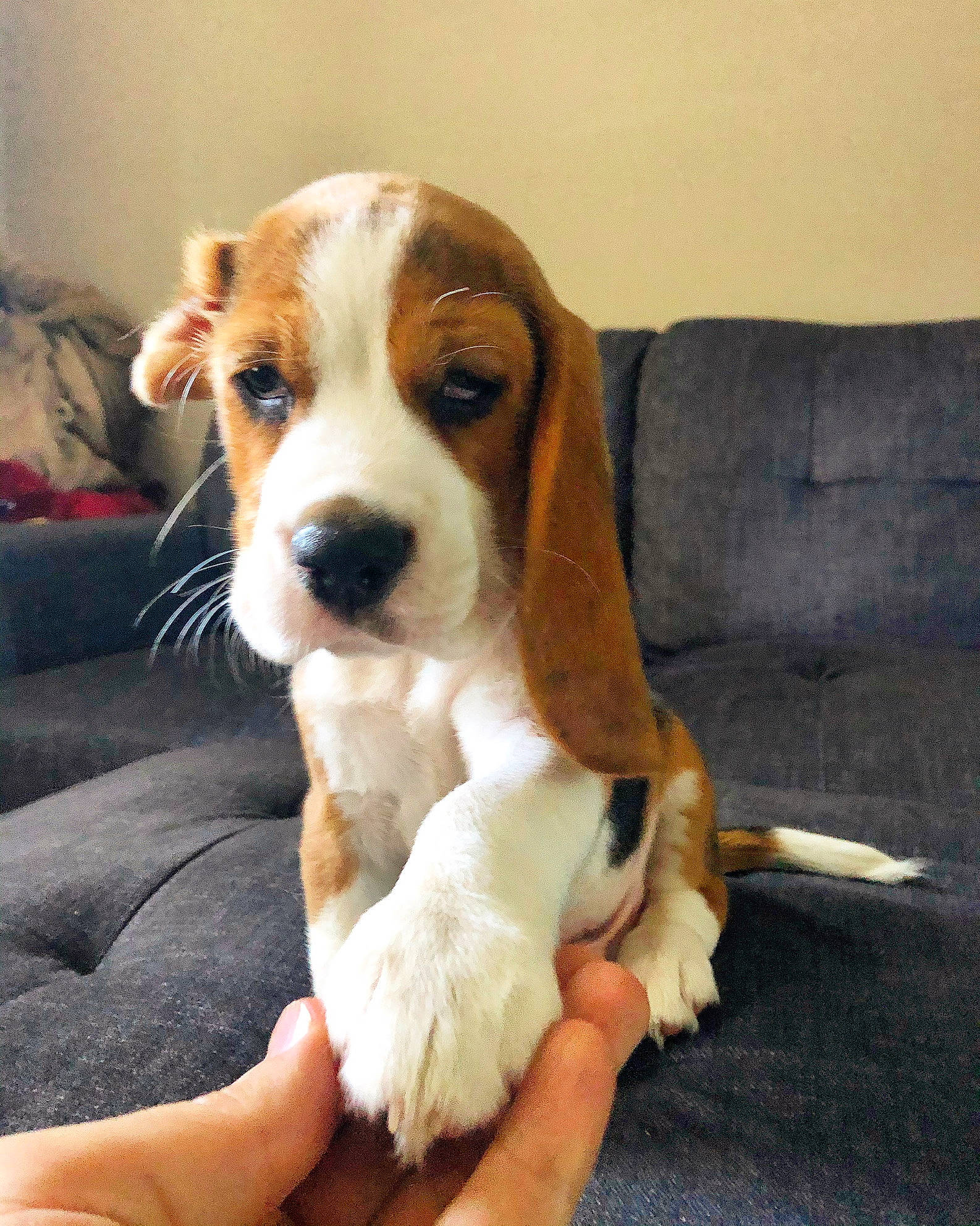 Vincent joined the competition — help win amazing prizes! ancient_dog_breeds, beagle, beagle_harrier, beaglier, canidae, carnivore, companion_dog, couch, dog, dog_breed, fawn, finnish_hound, fur, hound, hunting_dog, puppy, scent_hound, snout, sporting_group, working_animal