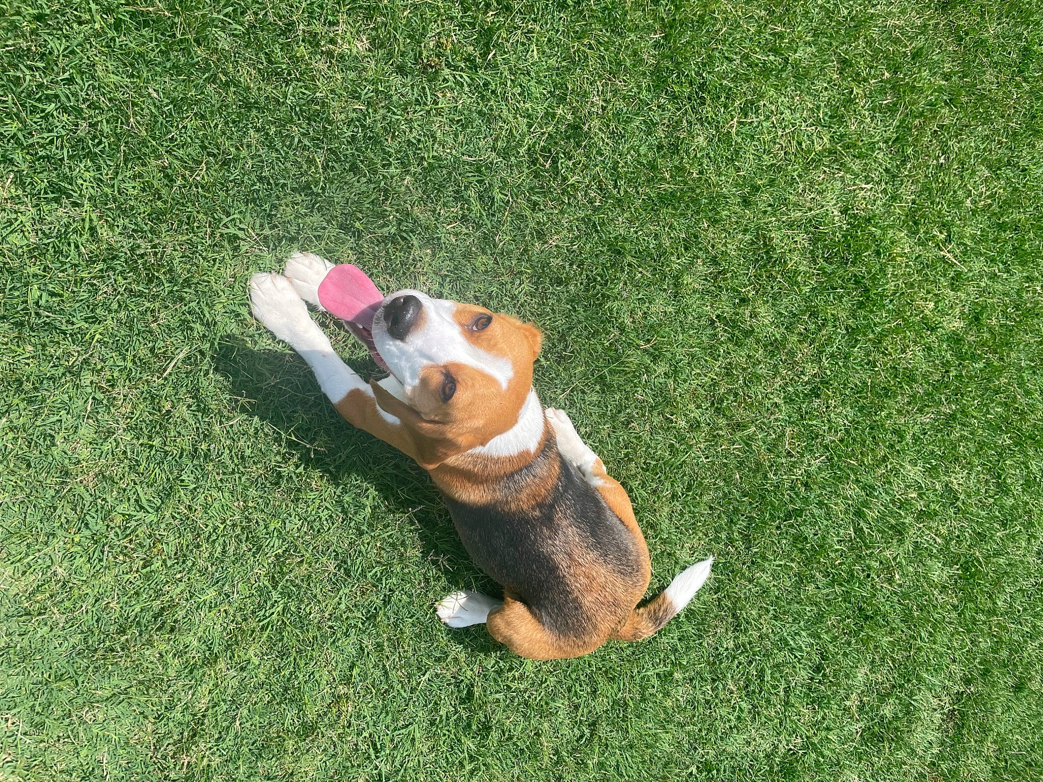 Vincent is registered to the contest to win money with this photo: amphibian, animal_figure, carnivore, companion_dog, dog_breed, fawn, flooring, grass, grass_family, groundcover, lawn, lawn_ornament, reptile, snout, sporting_group, stuffed_toy, tail, terrestrial_animal, toy, wood