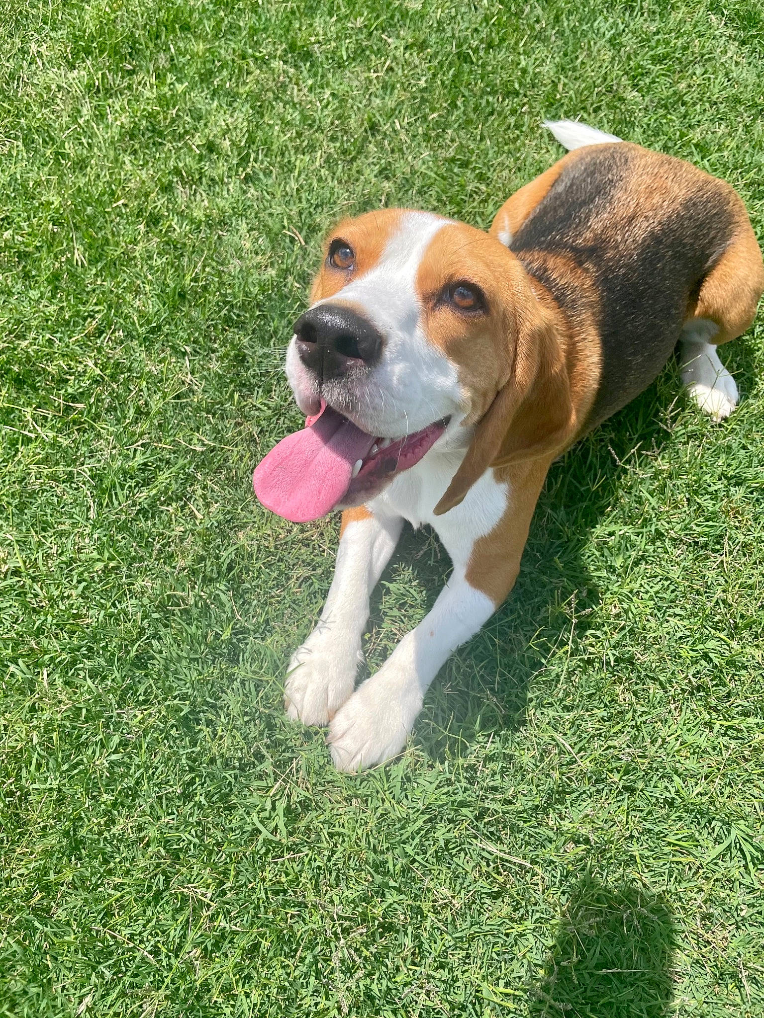 Vincent joined the competition — help win amazing prizes! beagle, beagle_harrier, carnivore, collar, companion_dog, dog, dog_breed, dog_toy, fawn, finnish_hound, grass, groundcover, hound, plant, scent_hound, serbian_tricolour_hound, snout, sporting_group, tail, working_dog