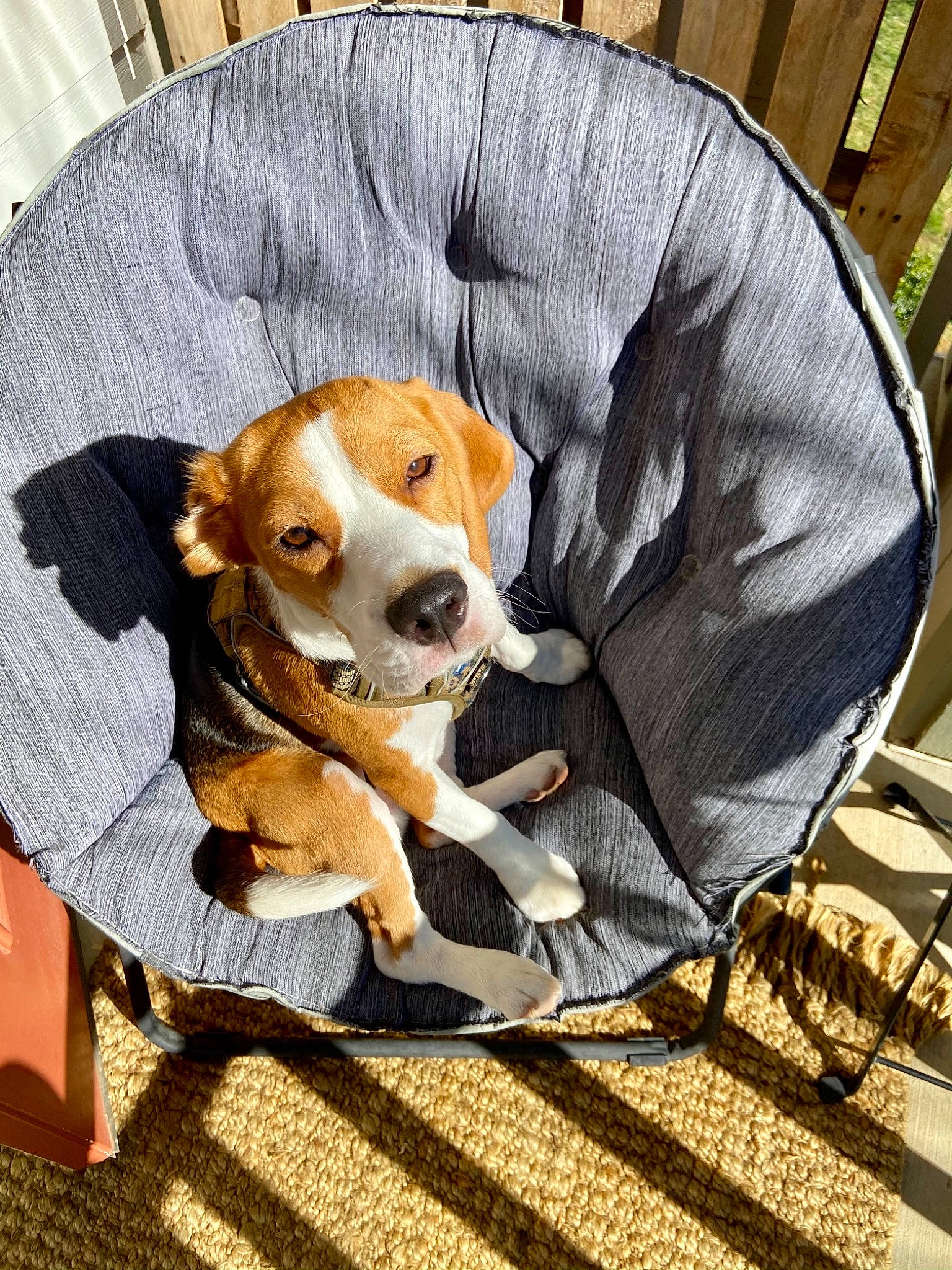 Vincent is registered to the contest to win money with this photo: beagle, canidae, carnivore, chair, collar, comfort, companion_dog, dog, dog_breed, dog_supply, fawn, fur, hound, outdoor_furniture, paw, pet_supply, scent_hound, sporting_group, whiskers, working_animal