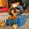dog, toy, plush_toy, carpet, bandana, fireplace, brick_wall, indoor, pet, cute, tongue_out, small_dog, fur, home, decorations, festive, cozy, lying_down, animal, playful