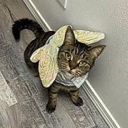 Lucy joined the competition — help win amazing prizes! cat, tabby, costume, butterfly_wings, curious, pet, indoor, flooring, wall, electrical_outlet, feline, animal, whiskers, ears, tail, looking_up, domestic, cute, playful, household