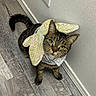 cat, tabby, costume, butterfly_wings, curious, pet, indoor, flooring, wall, electrical_outlet, feline, animal, whiskers, ears, tail, looking_up, domestic, cute, playful, household