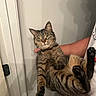 Lucy joined the competition — help win amazing prizes! cat, tabby, pet, animal, indoor, person, holding, paws, fur, whiskers, ears, face, green_eyes, relaxed, domestic, mammal, cute, friendly, companion, house