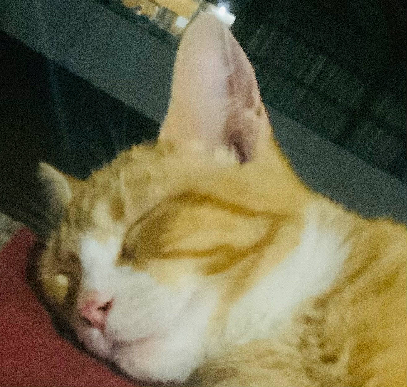 Jewel is registered to the contest to win money with this photo: carnivore, cat, comfort, domestic_short_haired_cat, ear, eye, felidae, fur, paw, small_to_medium_sized_cats, snout, tail, whiskers, window