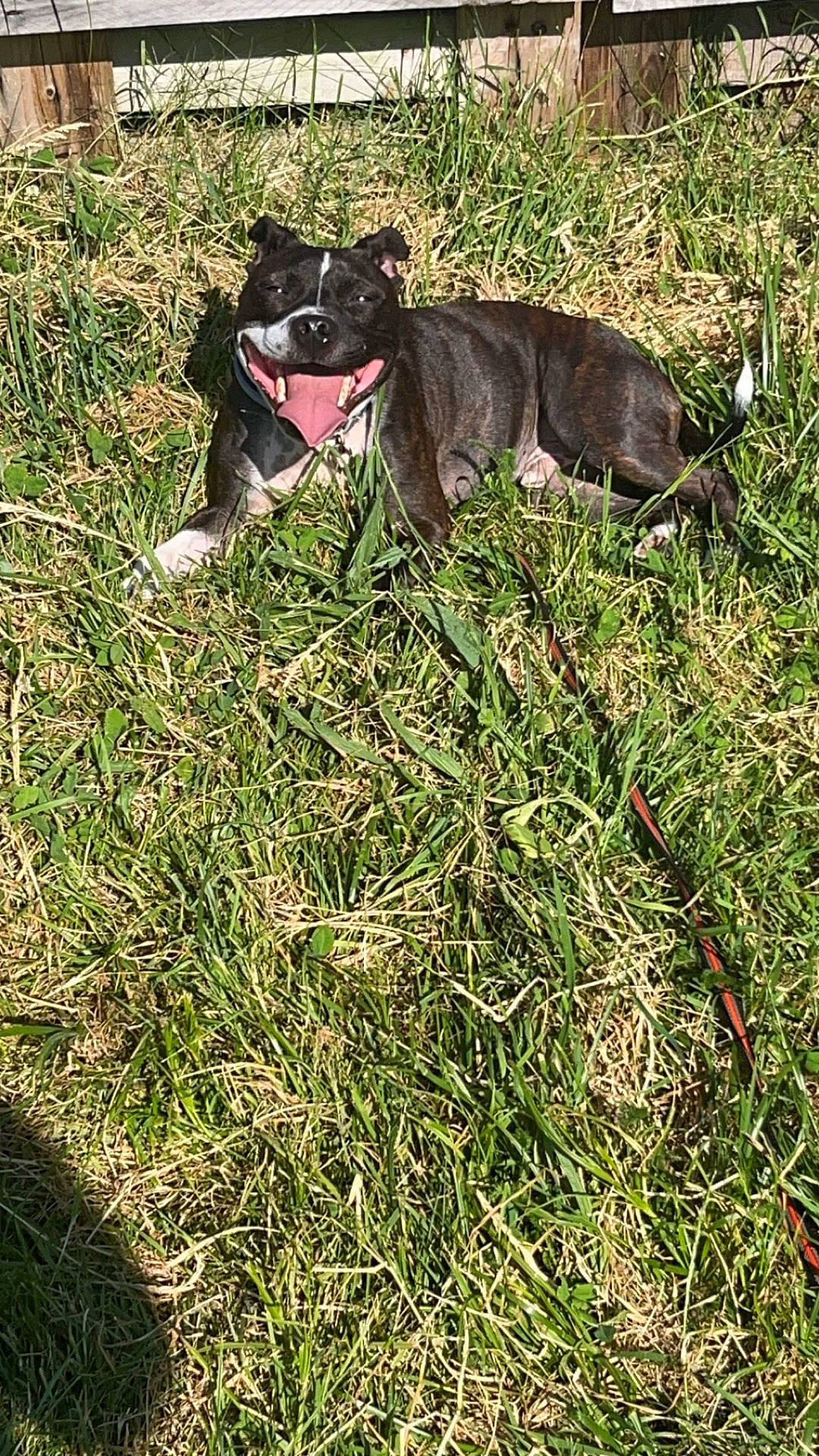 Pango a rejoint le concours — aidez-le/la à gagner de superbes lots ! accessories, animal, backyard, ball, bostonbull, boxer, bulldog, canine, dog, football, frenchbulldog, grass, lawn, nature, outdoors, pet, plant, puppy, soccer, yard