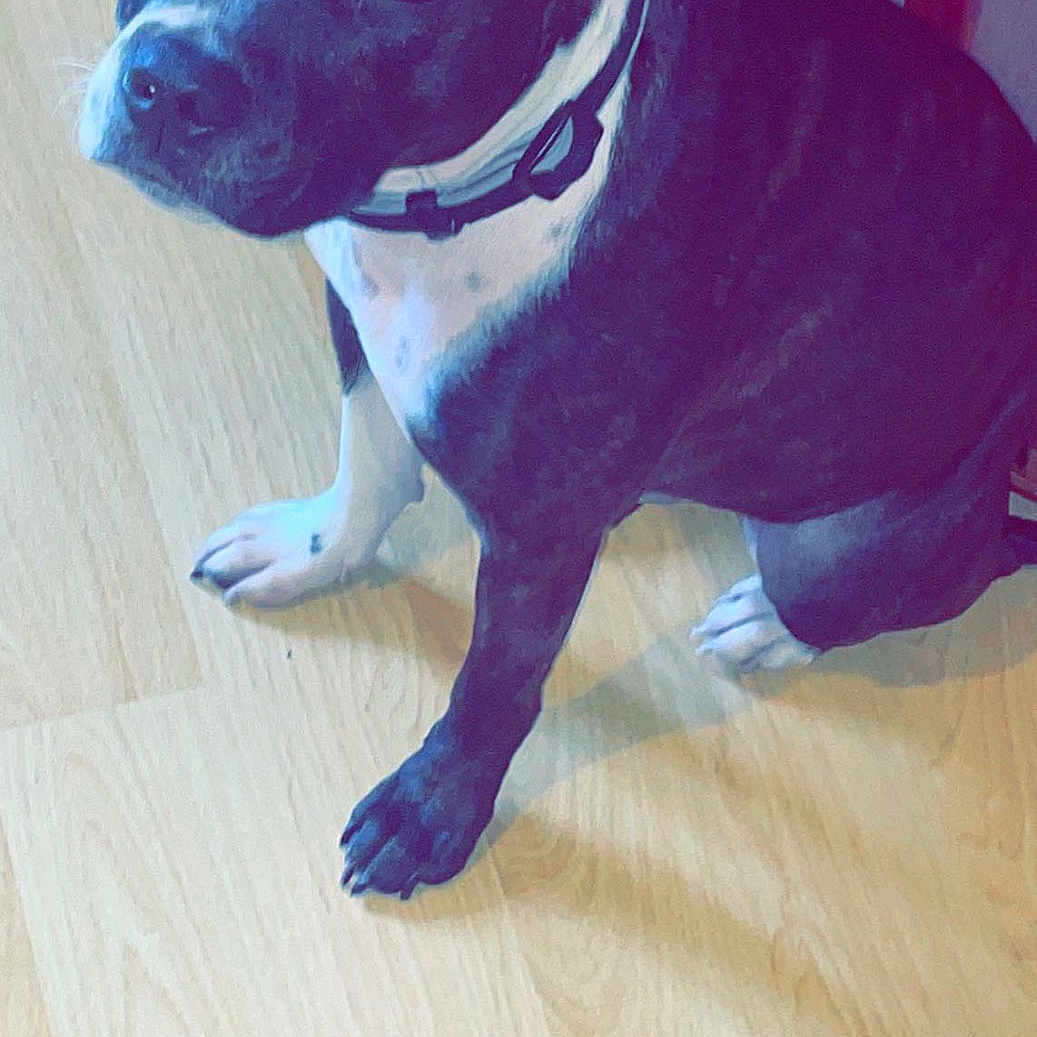 Pango