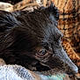 animal, black_dog, blanket, canine, close_up, companion, cozy, cute, dog, ears, fur, indoors, pet, portrait, relaxed, resting, sleepy, snout, soft_texture, warm