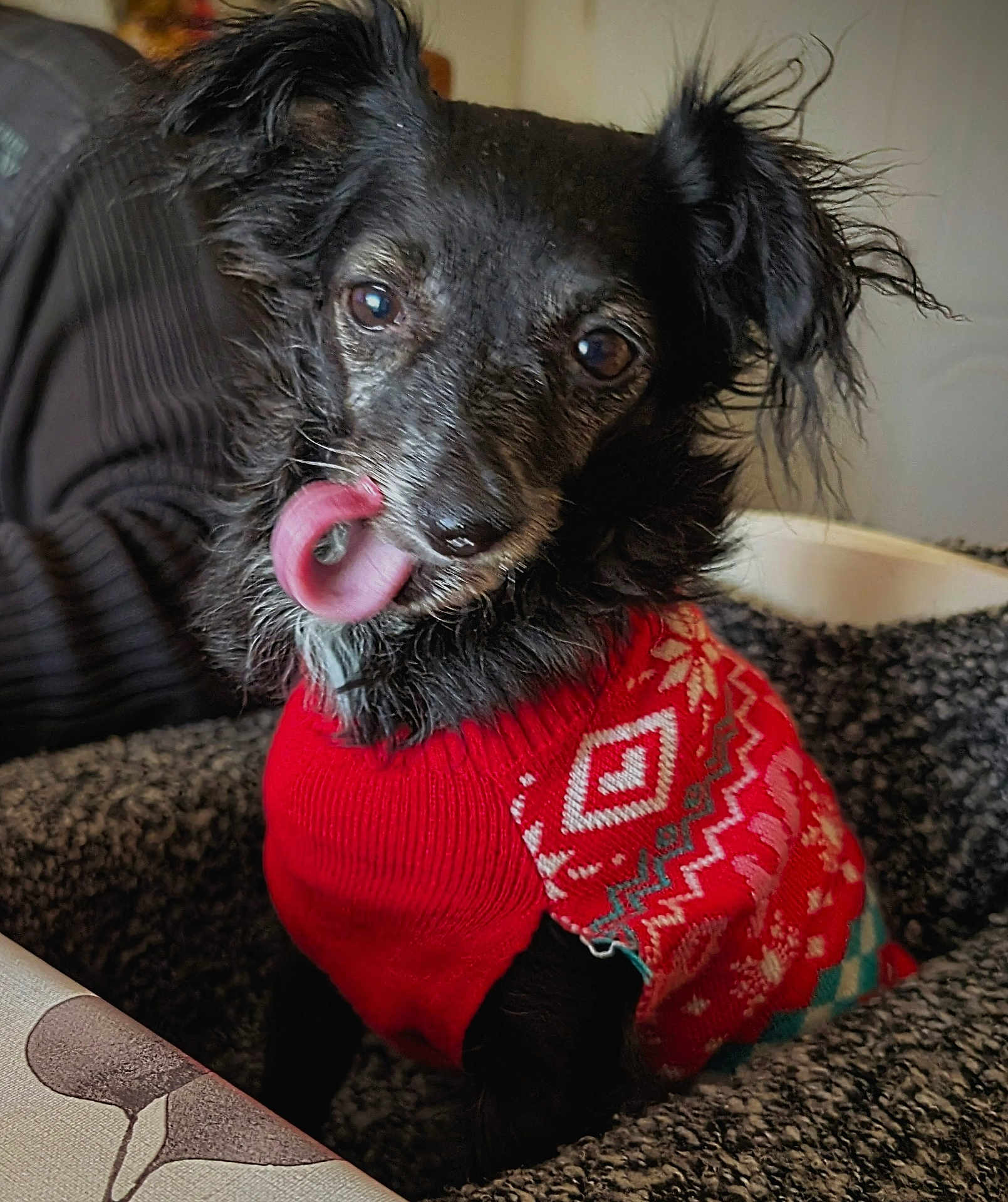 Bibie a rejoint le concours — aidez-le/la à gagner de superbes lots ! animal, black_dog, blanket, close_up, companion, cozy, cute, dog, ears, fur, indoors, looking_at_camera, patterned_sweater, pet, portrait, red_sweater, sitting, small_dog, tongue_out, whiskers