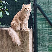 Nala participe au concours pour gagner de l'argent avec cette photo : cat, ginger_cat, fluffy, longhaired, feline, animal, pet, sitting, balcony, ledge, outdoor, garden, plants, leaves, greenery, privacy_screen, concrete, tail, ears, portrait