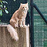 Nala participe au concours pour gagner de l'argent avec cette photo : cat, ginger_cat, fluffy, long_hair, feline, pet, animal, sitting, balcony, ledge, outdoor, garden, plants, leaves, shade_screen, tail, whiskers, ears, portrait, sunlight