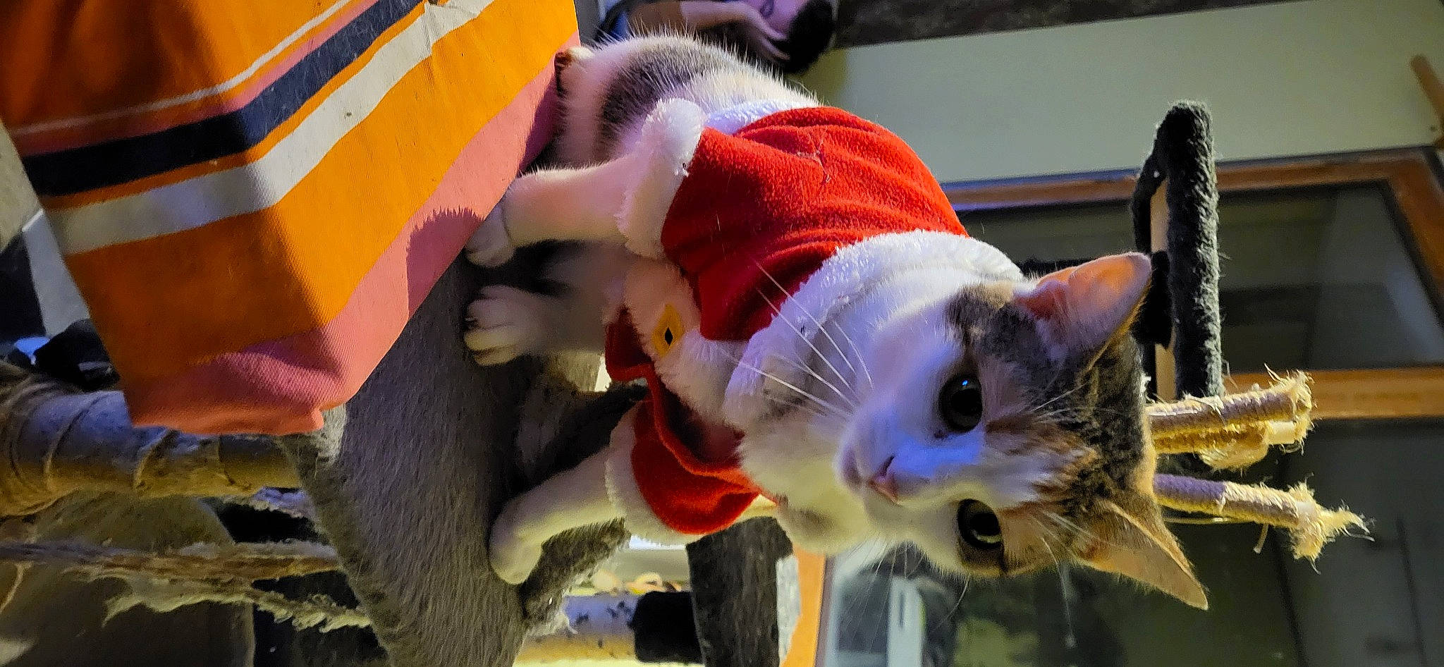 Queen participe au concours pour gagner de l'argent avec cette photo : canidae, carmine, carnivore, cat, domestic_short_haired_cat, event, fawn, felidae, fish, fur, guitar, musical_instrument, small_to_medium_sized_cats, snout, tail, whiskers