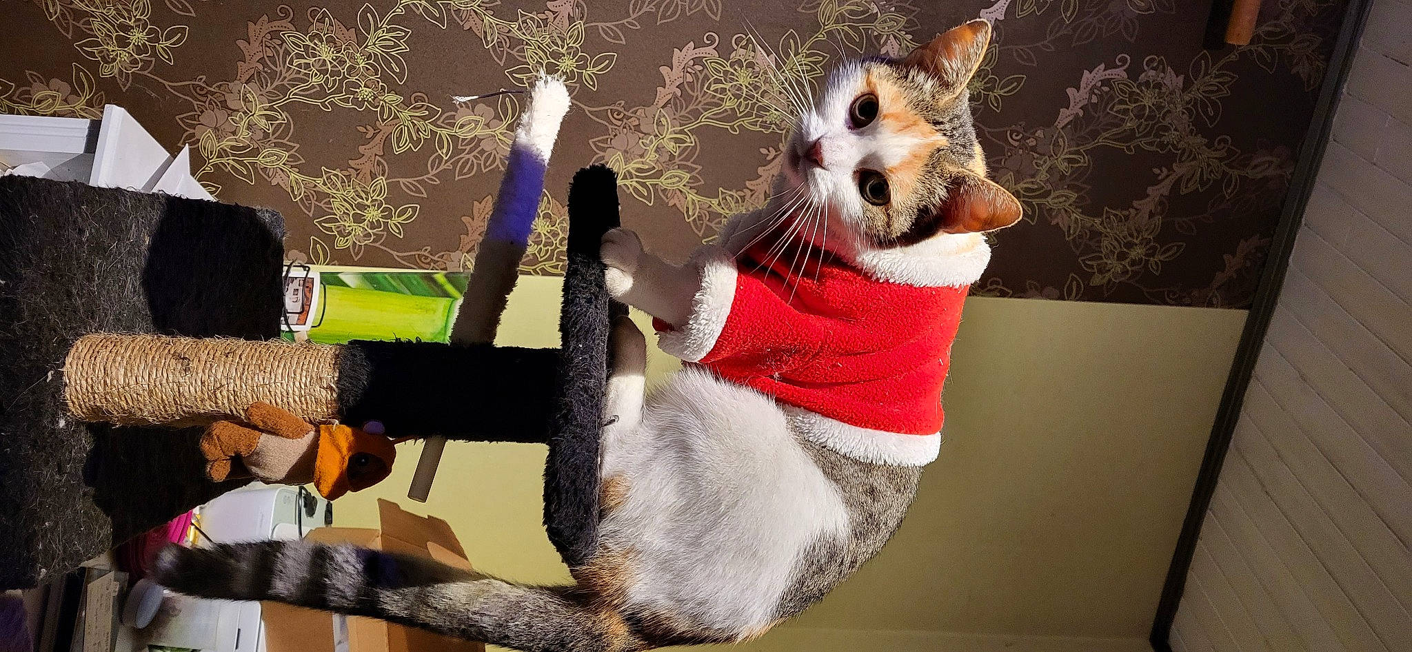 Queen participe au concours pour gagner de l'argent avec cette photo : animation, art, chair, companion_dog, fawn, felidae, fictional_character, fur, gesture, happy, linens, plush, small_terrier, stuffed_toy, tail, terrier, textile, toy, toy_dog, whiskers