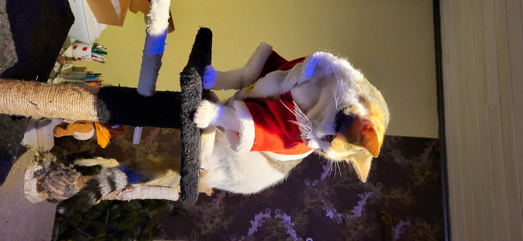 Queen participe au concours pour gagner de l'argent avec cette photo : canidae, companion_dog, costume, dog_breed, dog_clothes, event, fawn, felidae, fictional_character, fun, fur, grass, happy, plant, sock, sporting_group, tail, tree