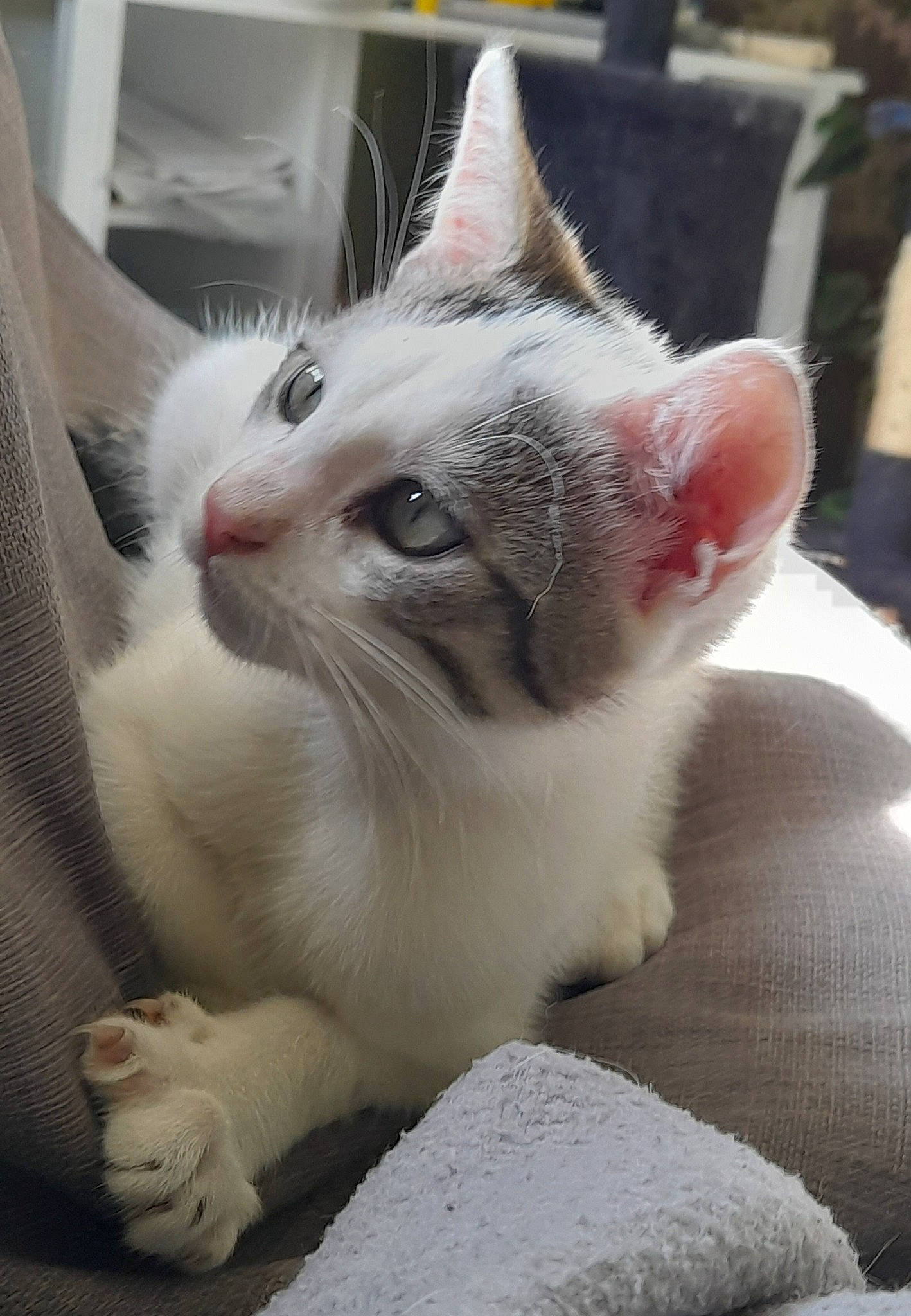 Charly a rejoint le concours — aidez-le/la à gagner de superbes lots ! carnivore, cat, cat_furniture, cat_supply, claw, comfort, domestic_short_haired_cat, felidae, fur, paw, pet_supply, small_to_medium_sized_cats, snout, whiskers