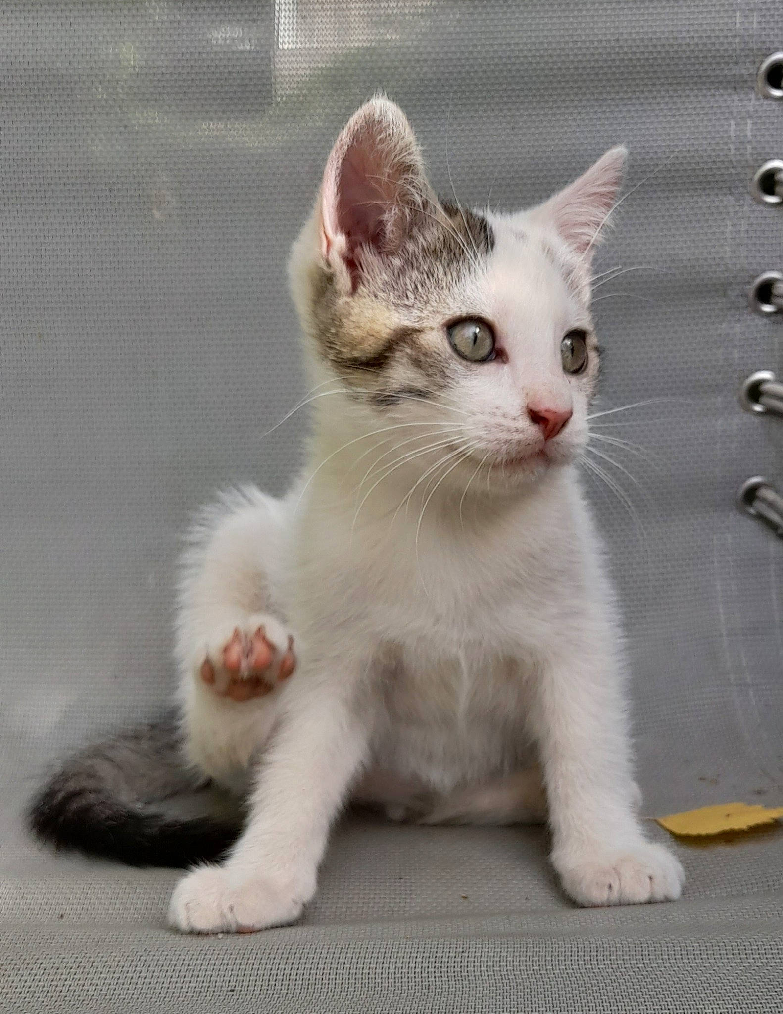 Charly participe au concours pour gagner de l'argent avec cette photo : carnivore, cat, collar, domestic_short_haired_cat, fawn, felidae, fur, paw, photo_caption, small_to_medium_sized_cats, snout, tail, terrestrial_animal, whiskers