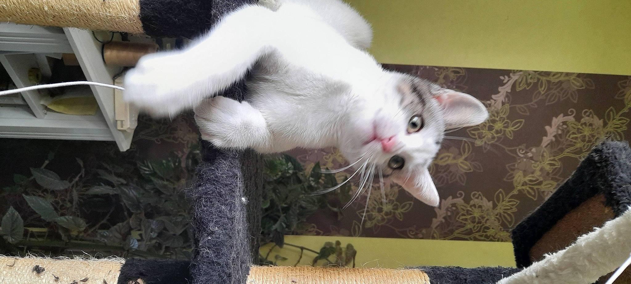 Charly a rejoint le concours — aidez-le/la à gagner de superbes lots ! carnivore, cat, claw, domestic_short_haired_cat, felidae, fur, paw, small_to_medium_sized_cats, tail, whiskers