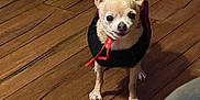 Homer is registered to the contest to win money with this photo: animal, canine, chihuahua, clothing, companion, cozy, cute, dog, domestic_animal, flooring, furniture, indoors, leg, looking_up, person, pet, small_dog, standing, sweater, wooden_floor