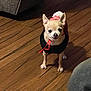 animal, canine, chihuahua, clothing, companion, cozy, cute, dog, domestic_animal, flooring, furniture, indoors, leg, looking_up, person, pet, small_dog, standing, sweater, wooden_floor