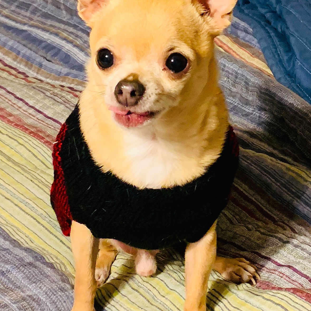 Homer joined the competition — help win amazing prizes! animal, bedspread, chihuahua, clothing, companion, cute, dog, ears_up, fur, indoor, looking, mammal, paws, pet, portrait, sitting, small_dog, striped, sweater, tongue_out