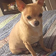 Homer is registered to the contest to win money with this photo: animal, bed, bedspread, cabinet, canine, chihuahua, companion, cute, dog, domestic, door, ears, furniture, indoor, pet, portrait, resting, small_dog, striped, tan