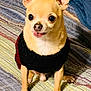 Homer is registered to the contest to win money with this photo: animal, bedspread, chihuahua, clothing, companion, cute, dog, ears_up, fur, indoor, looking, mammal, paws, pet, portrait, sitting, small_dog, striped, sweater, tongue_out