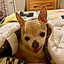 Homer joined the competition — help win amazing prizes! bedroom, blanket, chihuahua, comfort, cozy, cute, dog, ears, face, fur, home, indoor, patterned_blanket, pet, resting, sleepy, small_dog, textile, tongue_out, wooden_furniture