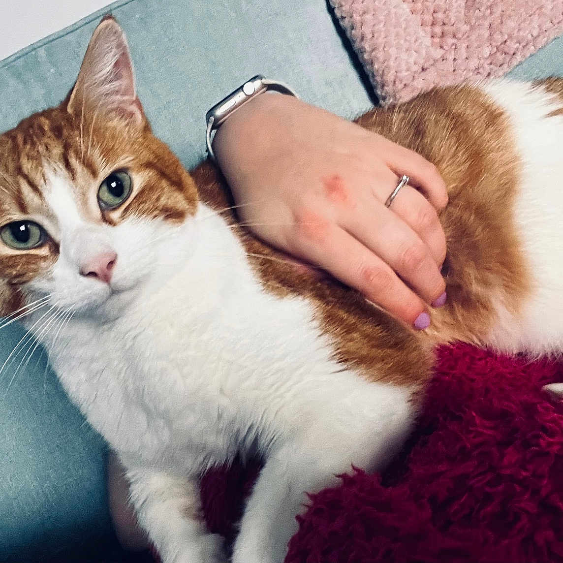 Grumio is registered to the contest to win money with this photo: abyssinian, accessories, angora, animal, blanket, bodypart, cat, couch, cushion, finger, furniture, hand, head, homedecor, jewelry, kitten, manx, person, pet, ring