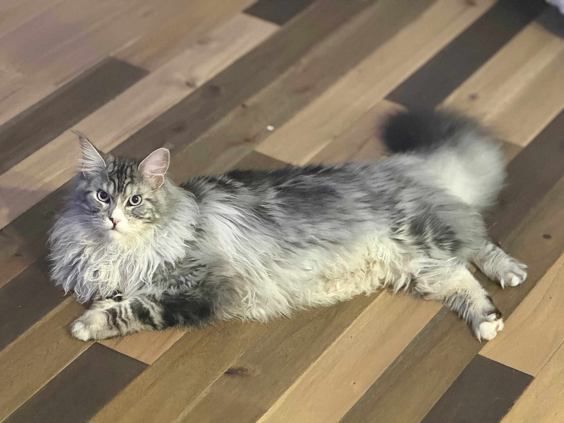 Maverick joined the competition — help win amazing prizes! cat, fluffy, long_hair, lying_down, wooden_floor, pet, animal, feline, domestic_cat, relaxed, indoor, cute, fur, whiskers, ears, tail, paws, looking, alert, mammal