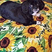 Sadie joined the competition — help win amazing prizes! animal, black_dog, blanket, comfort, cozy, cute, dog, domestic, expression, eyes, face, fur, home, indoor, lying_down, paw, pet, portrait, resting, sunflower_pattern