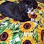 animal, black_dog, blanket, comfort, cozy, cute, dog, domestic, expression, eyes, face, fur, home, indoor, lying_down, paw, pet, portrait, resting, sunflower_pattern