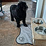 animal, appliance, black_dog, curly_fur, dog, domestic_animal, feeding_station, flooring, food_bowl, home_interior, indoor, kitchen, mat, paw_print, pet, standing, tile_floor, waiting, water_bowl, wooden_cabinet